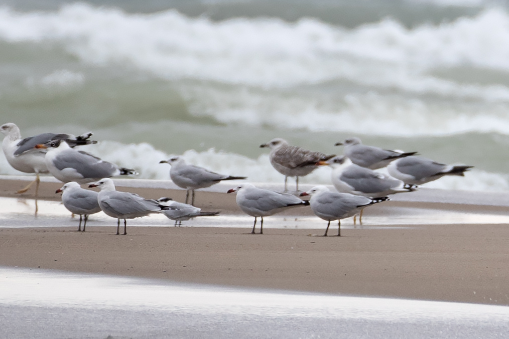 Audouin's Gull — Ana fotoğraf
